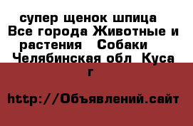 супер щенок шпица - Все города Животные и растения » Собаки   . Челябинская обл.,Куса г.